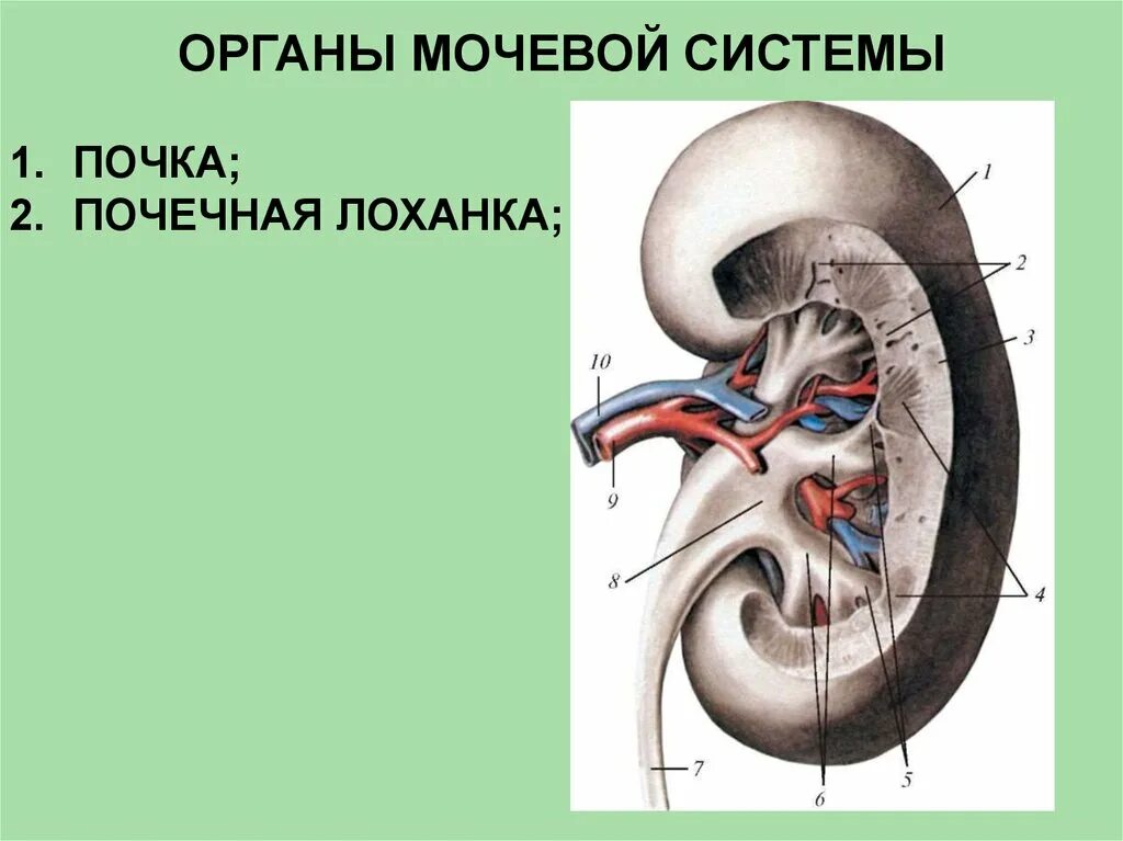 Мочевыделительная система человека. Функциональная анатомия мочевой системы. Мочевая система анатомия. Мочевыводящие пути анатомия. 3 парных органах