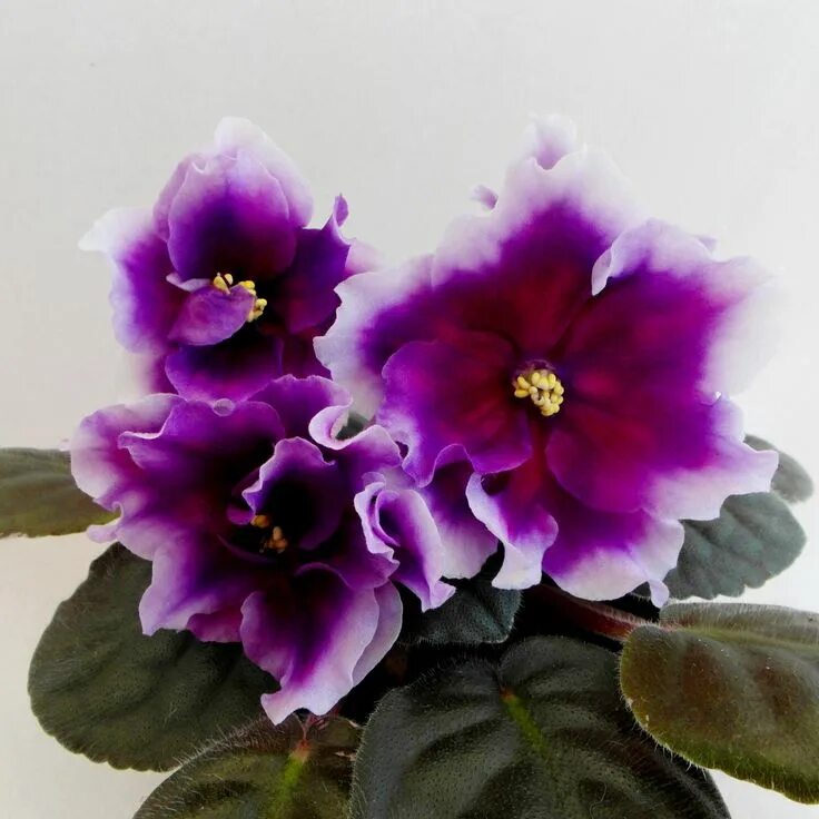 AFRICAN VIOLET LEAVES BLACK JACK SUPREME VERY DARK BLOSSOMS RARE SUPREME FOLIAGE