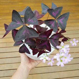 Листья бабочками комнатный цветок