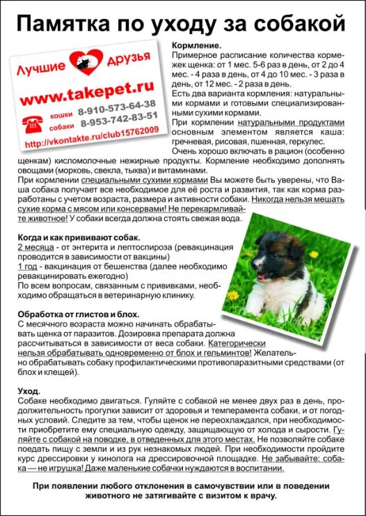 Кормление и содержание собак вопросы. Памятка для владельцев собак. памятка по уходу за собакой. памятка владельцу щенка. памятка покупателю щенка.