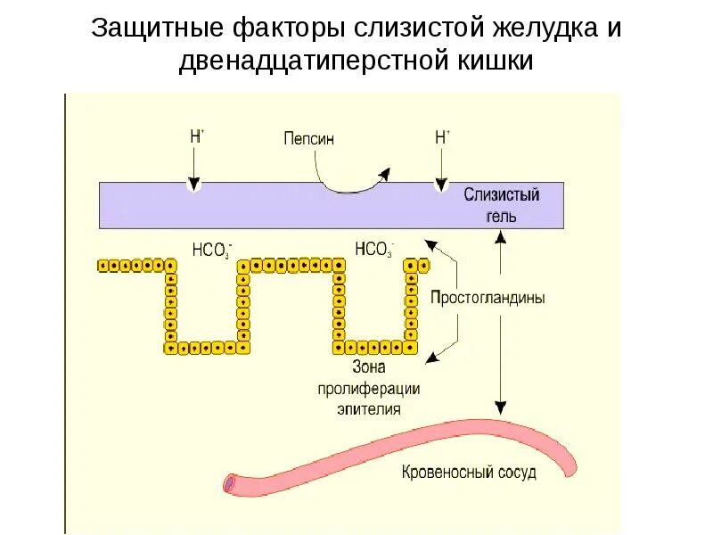 Фактор защиты слизистых оболочек. Защитные барьеры слизистой оболочки желудка. Защитные факторы слизистой желудка. Факторы защиты слизистой желудка. Факторы защиты слизистой ЖКТ.