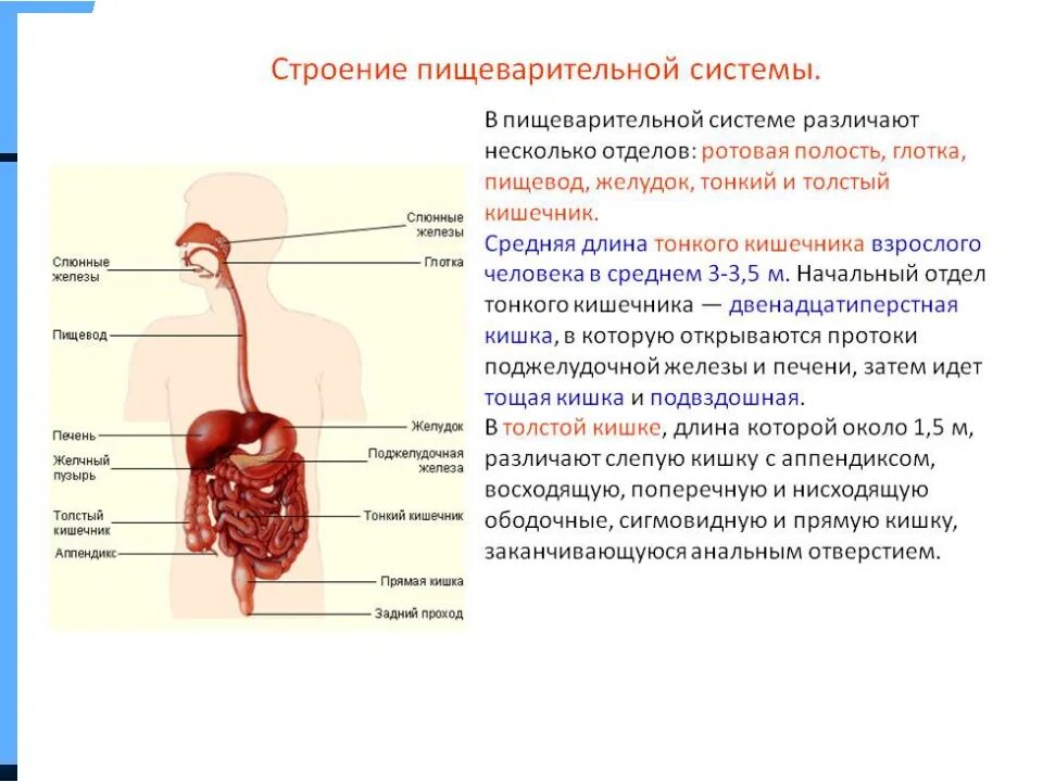 Строение пищеварительной системы орган, строение и функции. Строение органов пищеварения пищеварительная система. Строение пищеварительной системы и функции схема. Пищеварительная система человека ротовая полость слюнные железы.