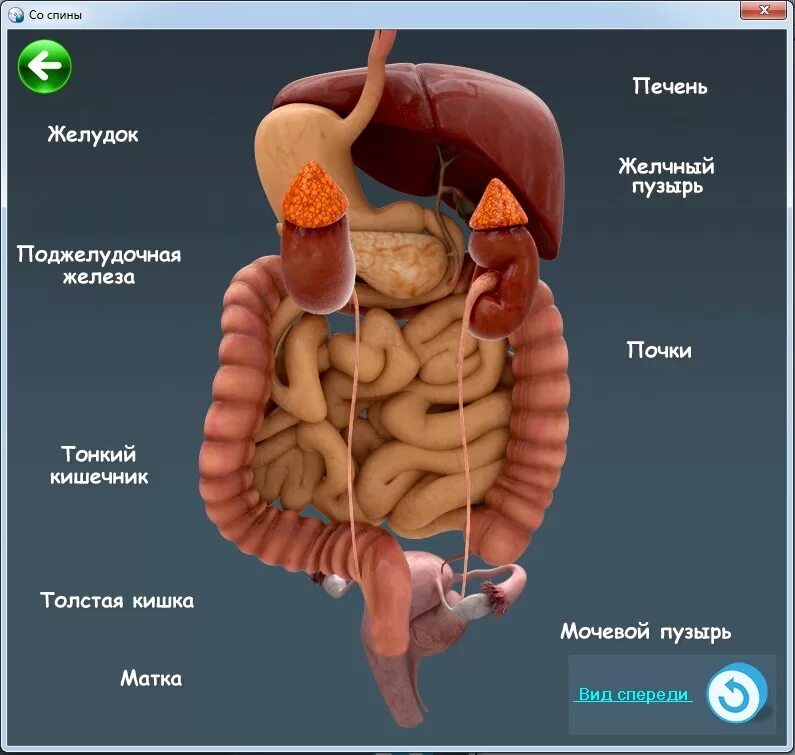 Мочевой пузырь печень