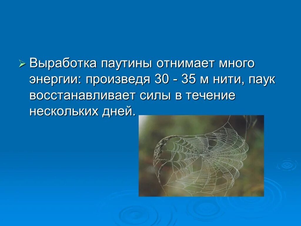 Плетение паутины. Из чего состоит паутина паука. Прочная паутина. Химический состав пауков. Состав паутины.