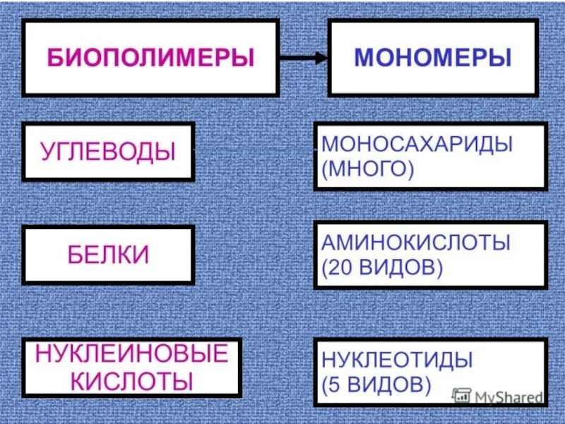 Биополимеры состоят. Мономеры полимеры биополимеры. Основные типы биополимеров. Биополимеры схема. Мономеры белков жиров и углеводов и нуклеиновых кислот.