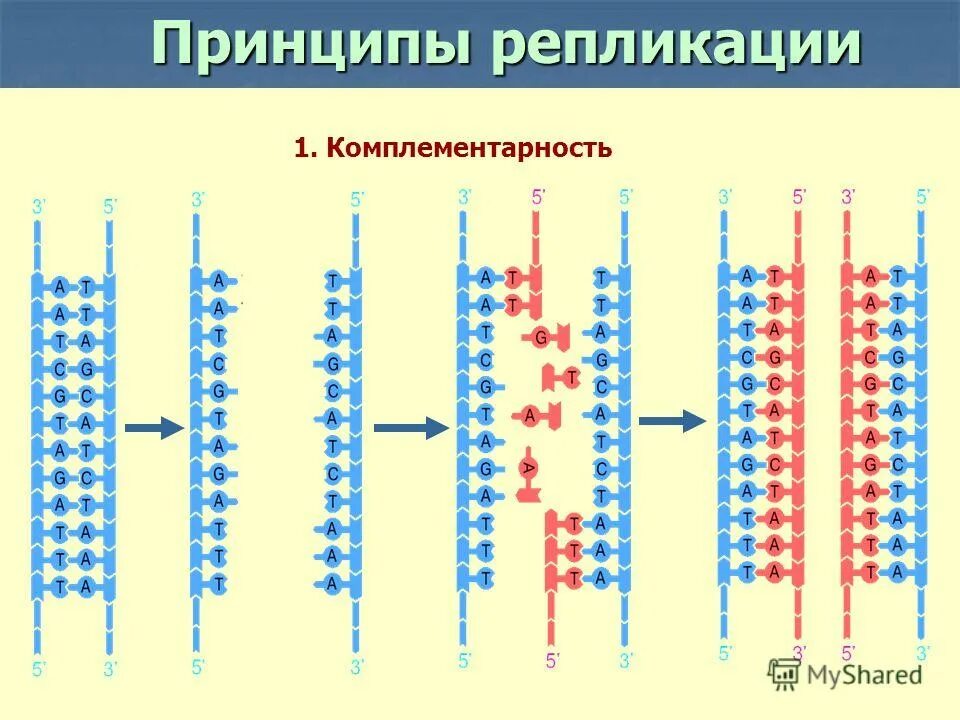 Основные принципы репликации днк кратко. Принципы репликации молекулы днк. Принципы репликации днк комплементарность. Принципы редупликации днк. Принцип прерывистости при репликации днк.