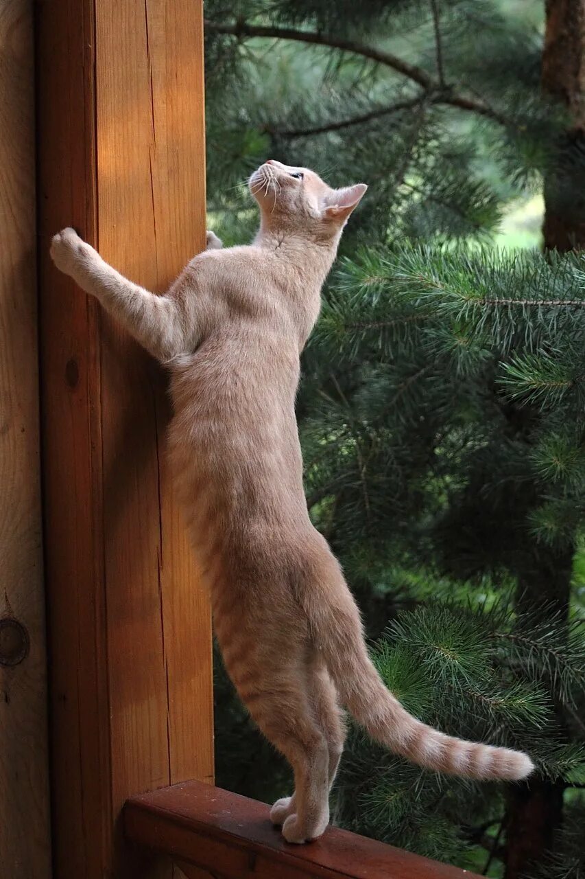 Кот стоит. Котик стоит на задних лапах. кот стоящий на задних лапах.