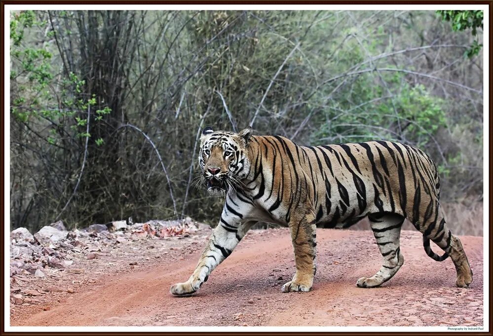 Какая длина тигра. Тигр во весь рост. Бенгальский тигр в полный рост. Ьтгр. Кот тигра во весь рост.