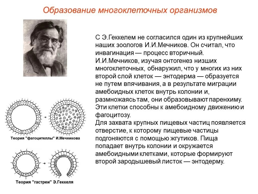 Появление многоклеточности привело. Гипотеза фагоцителлы Мечникова. Гипотеза происхождения многоклеточных Мечникова. Теория Геккеля и Мечникова. Теория Мечникова о происхождении многоклеточных.