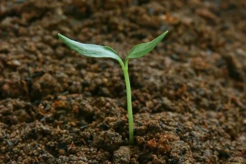 Baby plant