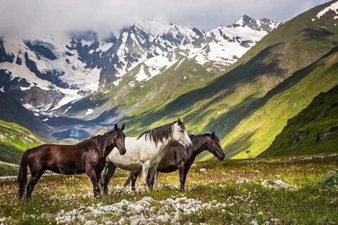 Северная осетия сканворд