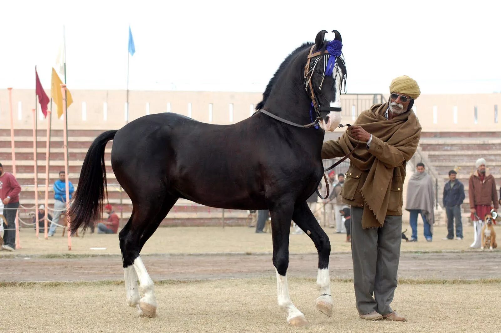 Indian horse