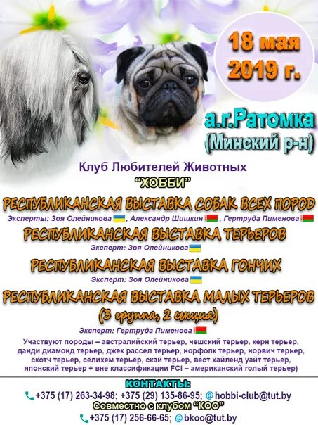 Выставки собак минск. Выставка собак в Минске. Объявление о выставке собак.