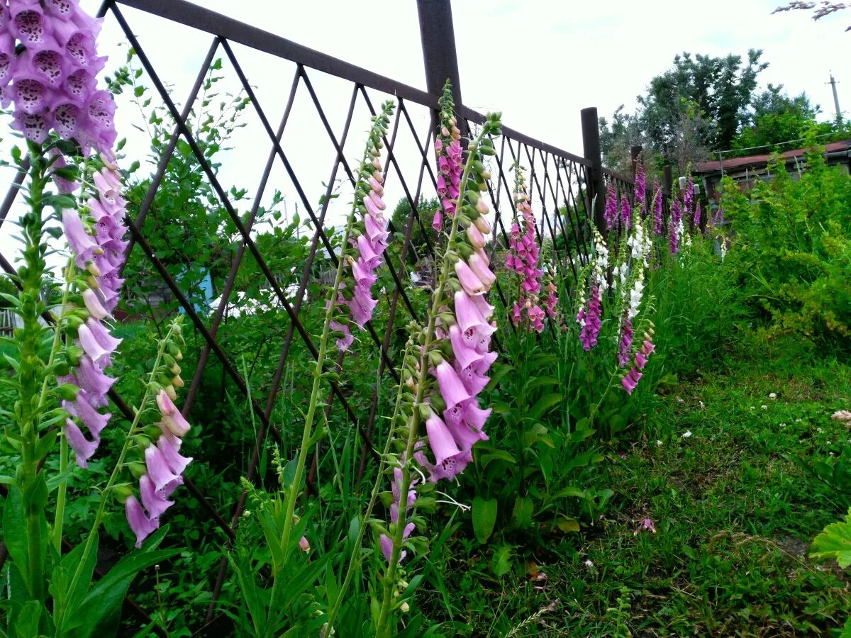 Digitalis 'Candy Mountain' Foxglove 56" h x 18" w full sun to part shade Cottage