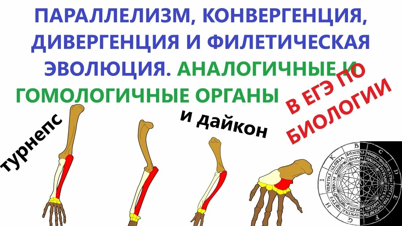 Аналогичные и гомологичные органы дивергенция и конвергенция. Дивергенция конвергенция параллелизм. Гомологичные органы конвергенция. Параллелизм гомологичные органы.