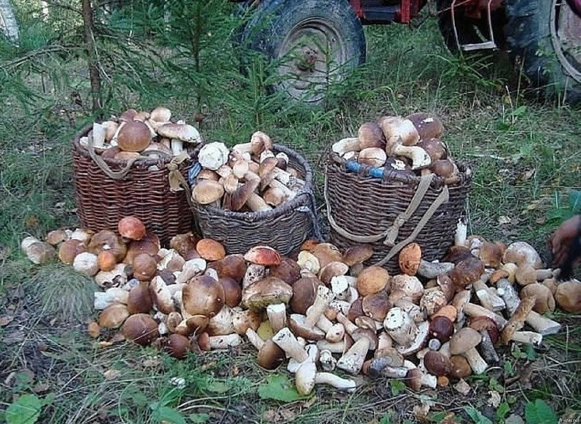 Поляна белых грибов. Сбор грибов Боровиков в лесу. Грибная Поляна белых белых грибов. Грибы на Поляне.