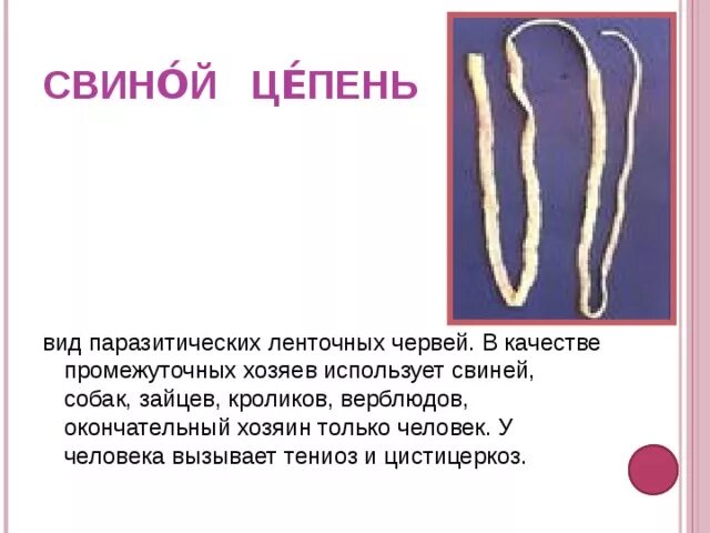 Приспособление свиного цепня