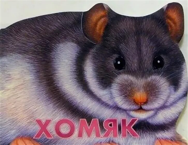 07. 07. Хомячок с табличкой. Хомяк картинка на прозрачном фоне. Игра за хомяка.