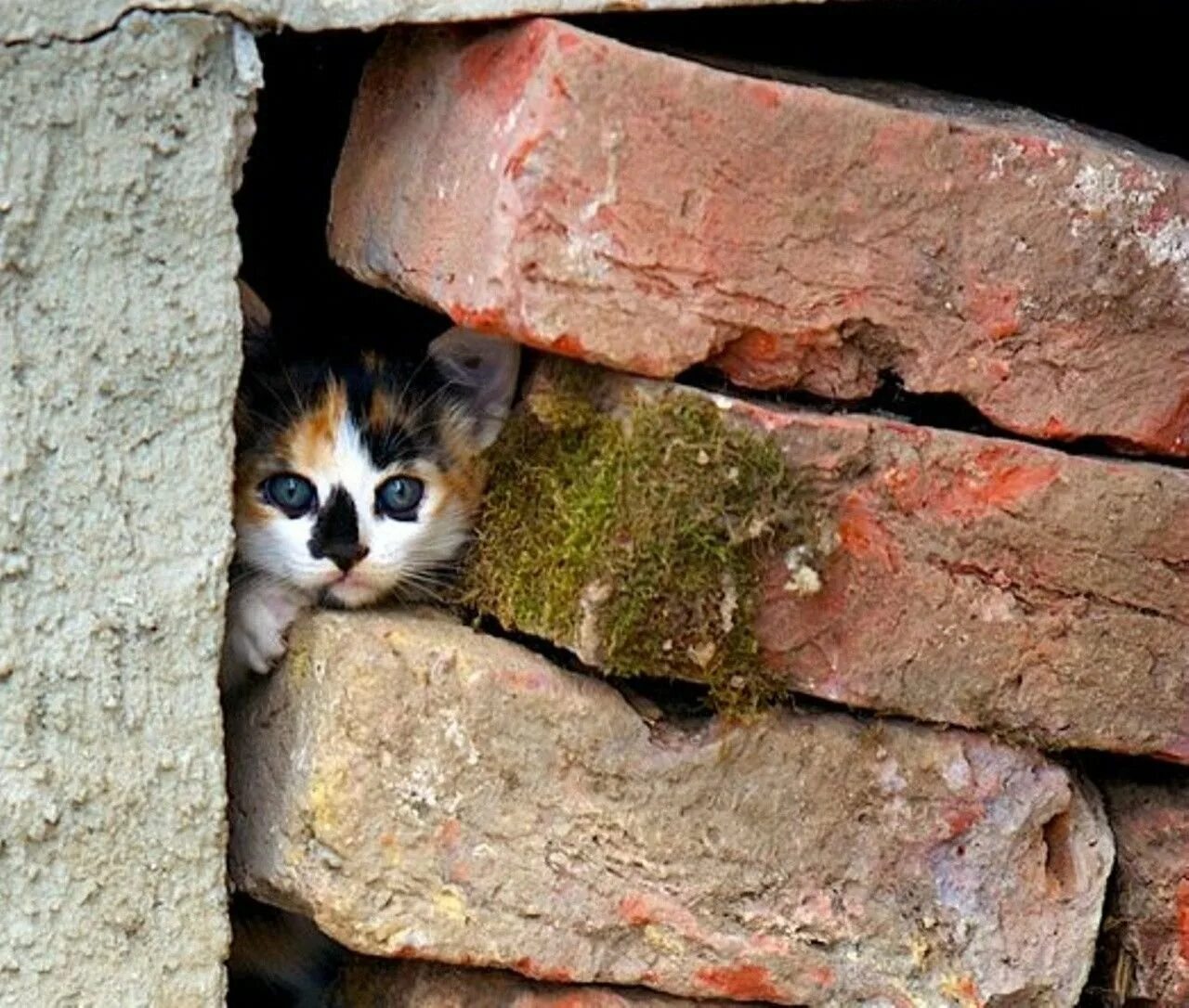 Маленький брошенный котенок. Бездомные котята. Брошенный котенок. Брошенный котенок. Белый котенок на улице.