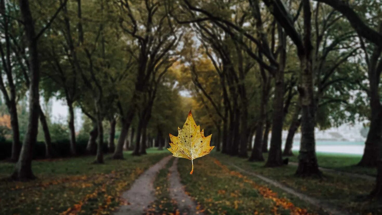 Осень аллея. Липовая аллея осенью фото. Обои на рабочий стол 1920х1080 осень. Кленовая аллея кисловодск. Осенняя аллея штат орегон.