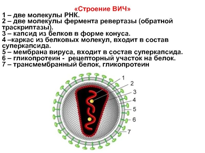 Характеристика строения вирусов. Структура вириона вируса СПИДА. ВИЧ структура вириона. Вирус иммунодефицита человека ВИЧ строение. Строение ВИЧ вируса схема.