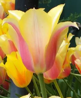 Blushing beauty