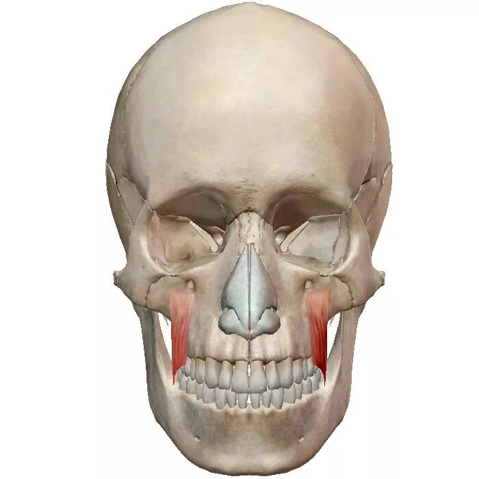 Поднимающая угол рта. Мышца, опускающая угол рта (musculus Depressor Anguli Oris). Мышца, поднимающая угол рта m. levator Anguli Oris. Малая скуловая мышца анатомия. Мышца, поднимающая угол рта (musculus levator Anguli Oris).