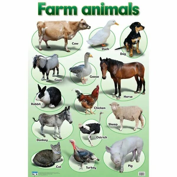 Бумажные животные фермы. Domestic animals. Farm animals list. Farm animals Chart. Common animal