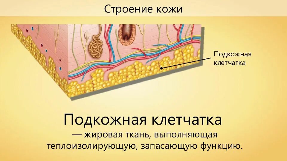 Подкожная клетчатка строение. Гиподерма это подкожная жировая клетчатка. функции подкожной жировой клетчатки кожи. строение кожи и подкожно-жировой клетчатки. жировая ткань гиподерма.