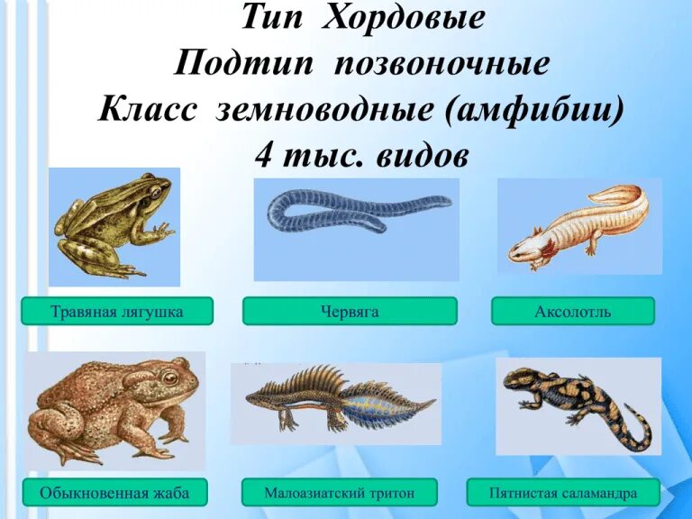 Под типы хордовых