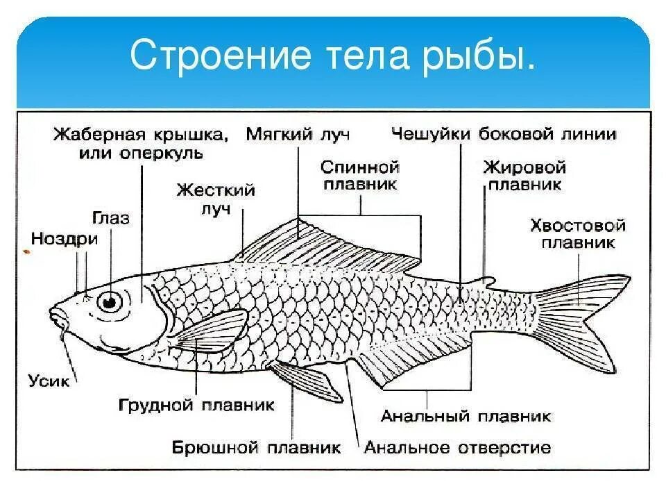 Карп класс рыбы. Схема внешнего строения рыбы. Наружнеестрление рыбы. Схема строения внешне рыбы. Внутреннее строение рыбы схема.