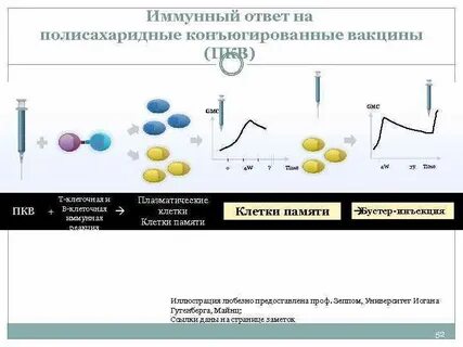 Иммунный ответ на прививку