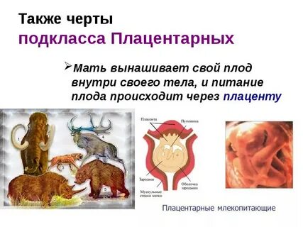 Что входит в выделительную систему плацентарных млекопитающих