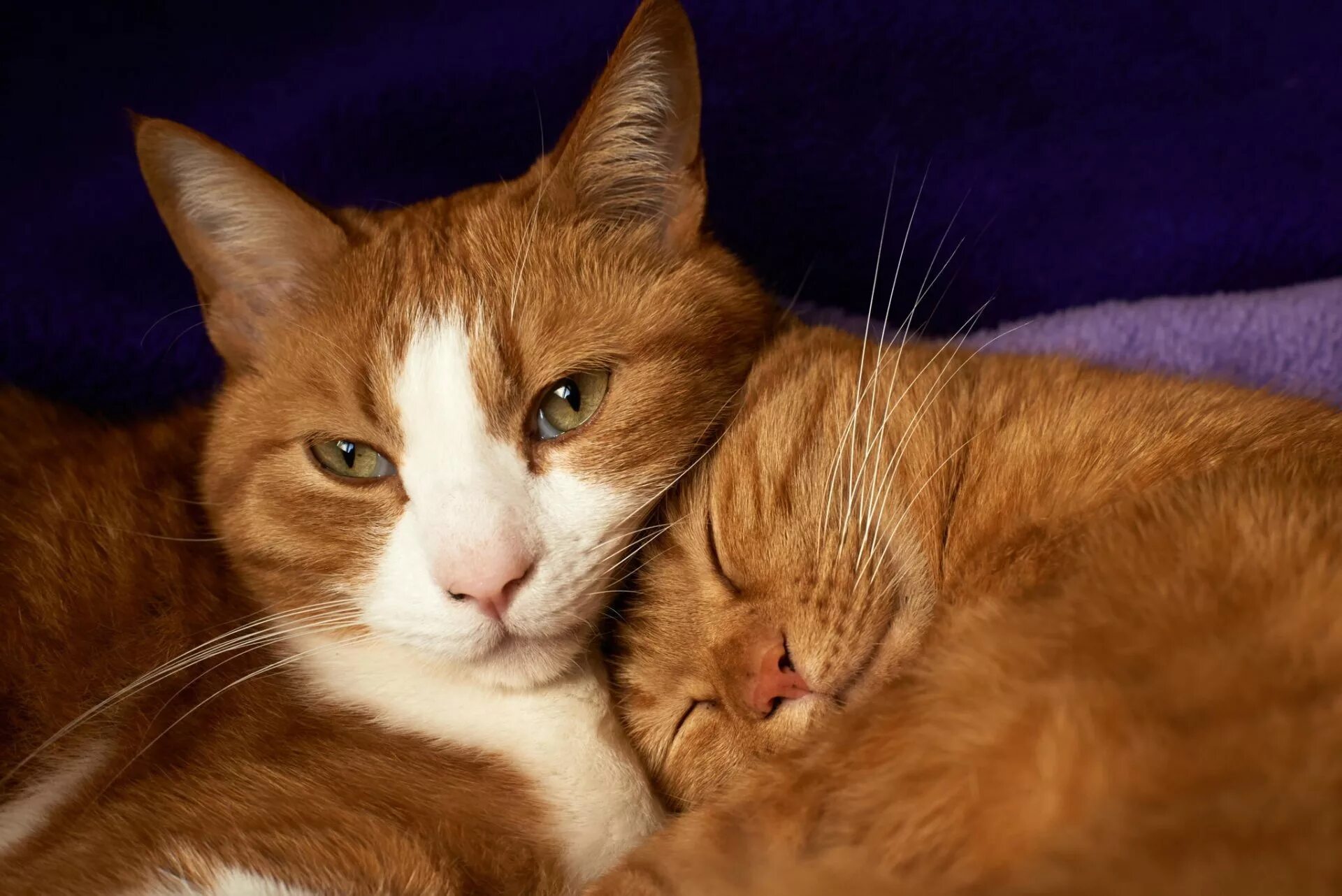 Любовь кошек и котов. Рыжая кошка. Рыжий кот с кошкой. Рыжая кошка с котятами. Две рыжие кошки.