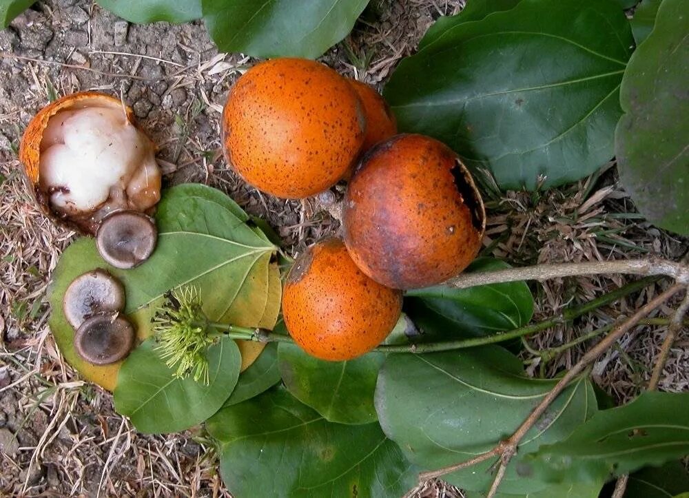 Рвотный орех. Чилибуха (Strychnos NUX Vomica). Стрихнин чилибуха. Стрихнос ядоносный. Чилибуха нукс вомика.