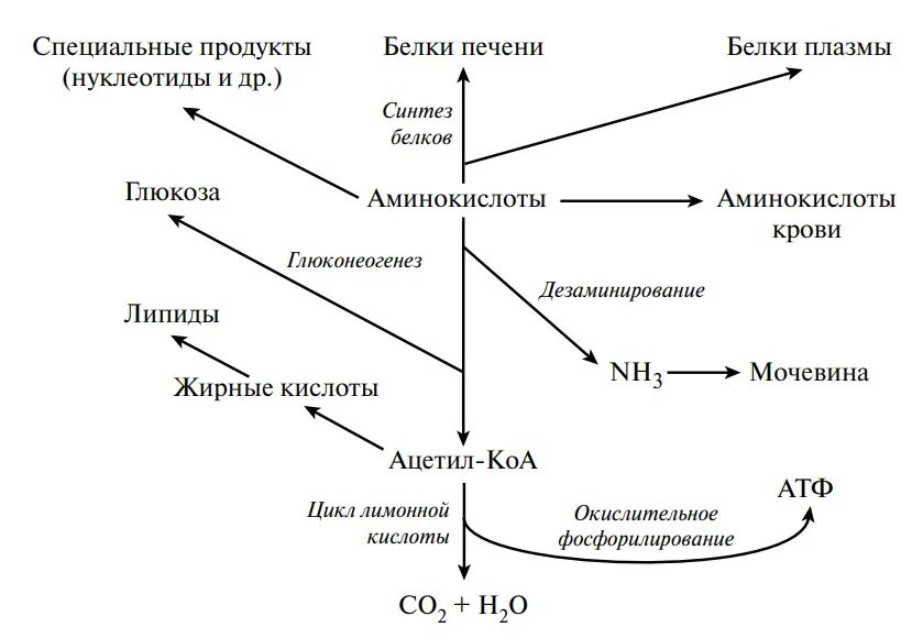 Превращение белков в пище. Общая схема метаболизма аминокислот. Общие пути превращения аминокислот схема. Схема метаболизма аминокислот в печени. Общие пути метаболизма аминокислот схема.