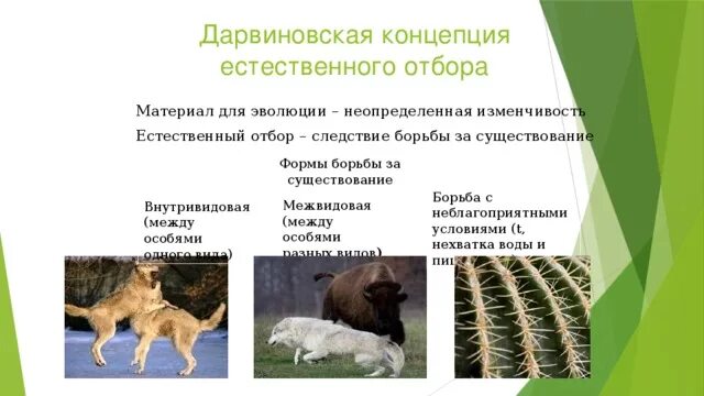 Выберите примеры иллюстрирующие естественный отбор Почему Шляпник сказал Алисе, что Безумцы Всех Мудрее" - Яндекс.Кью