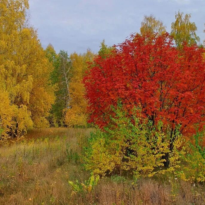 Осенний куст. Кусты в лесу осенью. Кустарник в осеннем лесу. Клен и осина осенью. Рябина и клен дерево