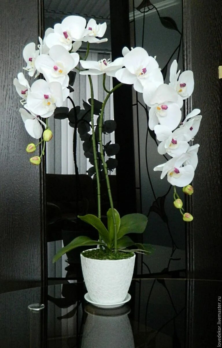 Орхидея фаленопсис белая. Орхидея фаленопсис в горшке. Комнатный цветок Орхидея фаленопсис. Орхидея фаленопсис белая в горшке.