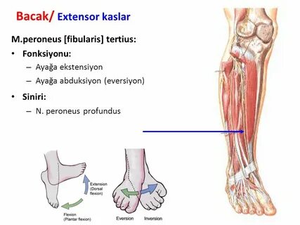 Fractura pedis transversa