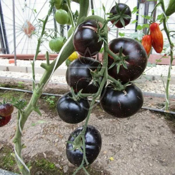 томат королева ночи отзывы