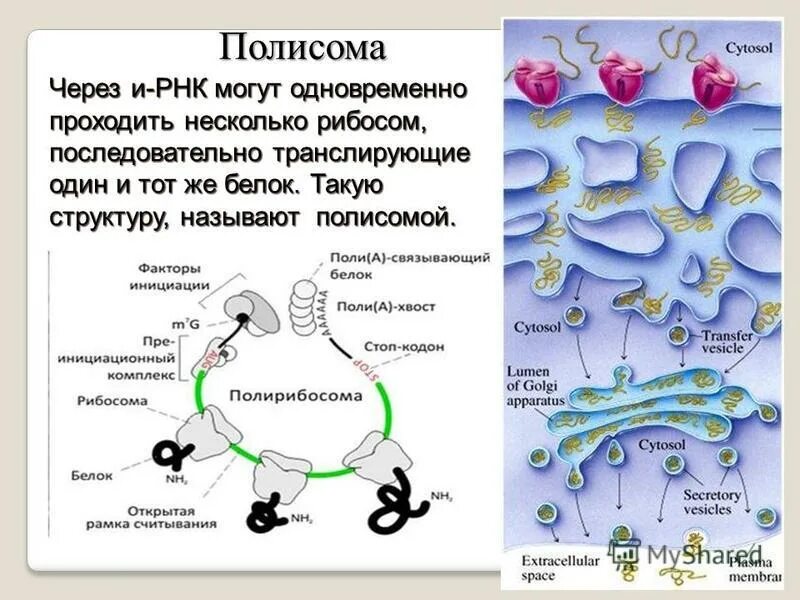 эндоплазматическая сеть эпс в клетке. синтез полипептидной цепи на матрице ирнк это. полисома функции. синтез полипептидной цепи. биосинтез белка инициация трансляции.