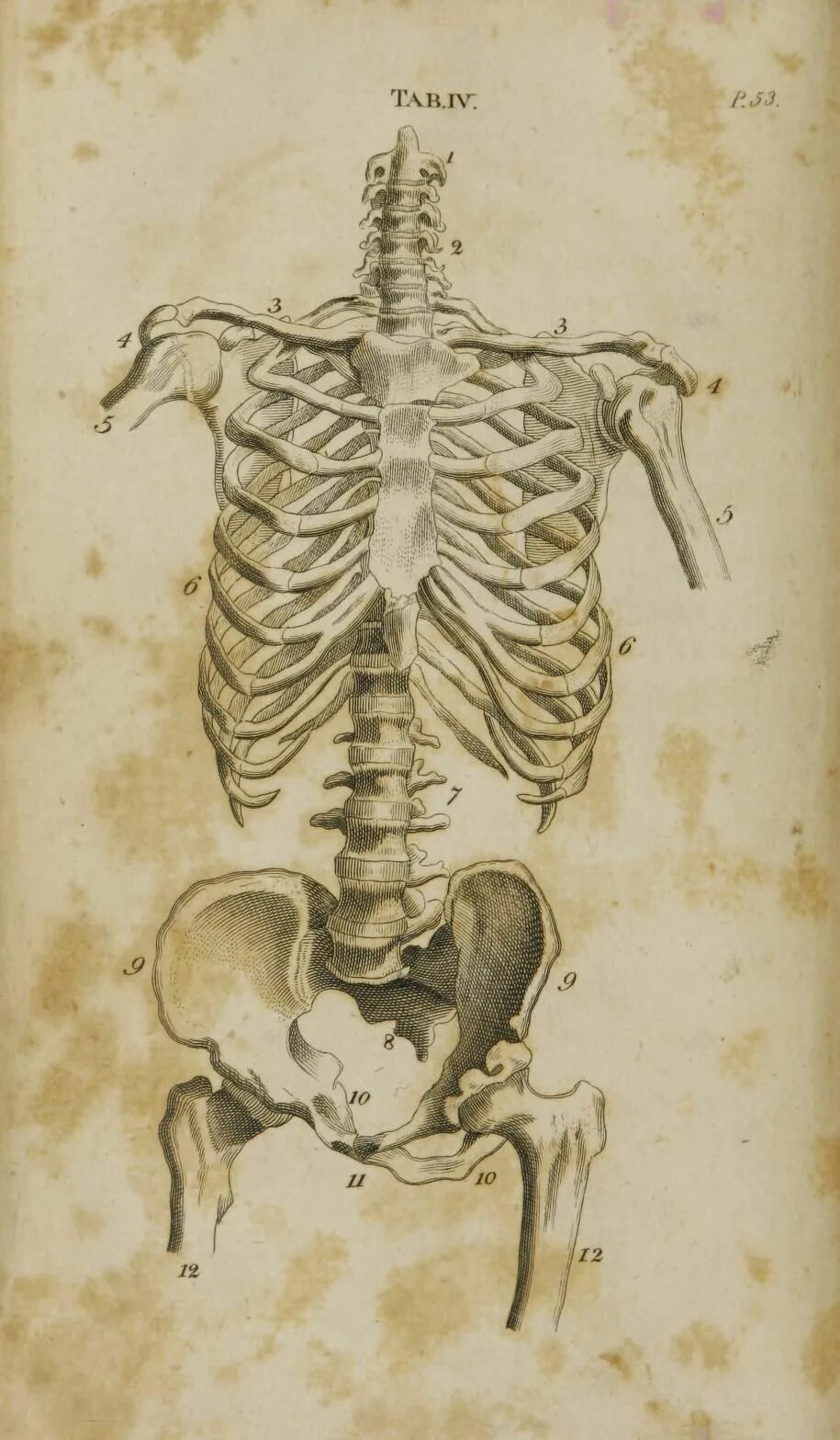 Крестец на скелете. Необычные анатомические рисунки. Топография крестца. Крестец у человека.