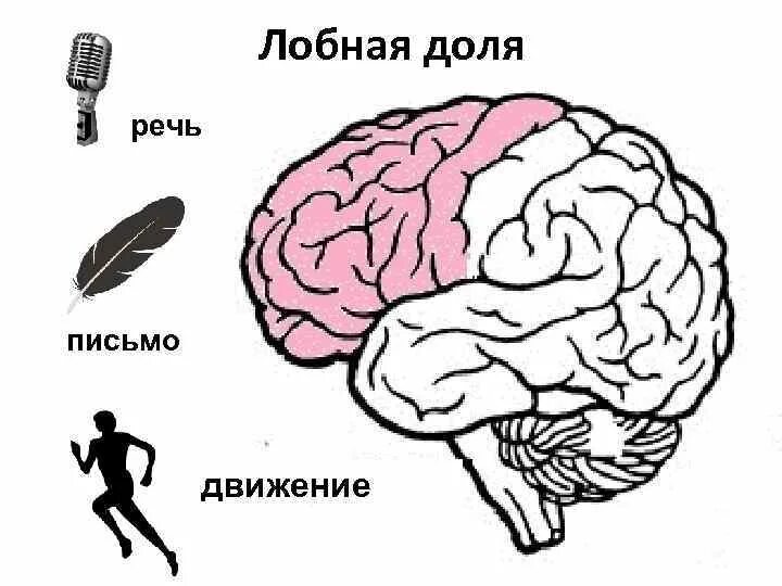 Развитие лобные доли мозга