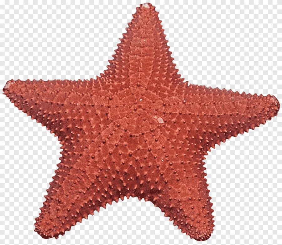 Морские звезды без. Пятиконечная морская звезда. Морская звезда без фона. Морская звезда на белом фоне. Морская Звездочка.