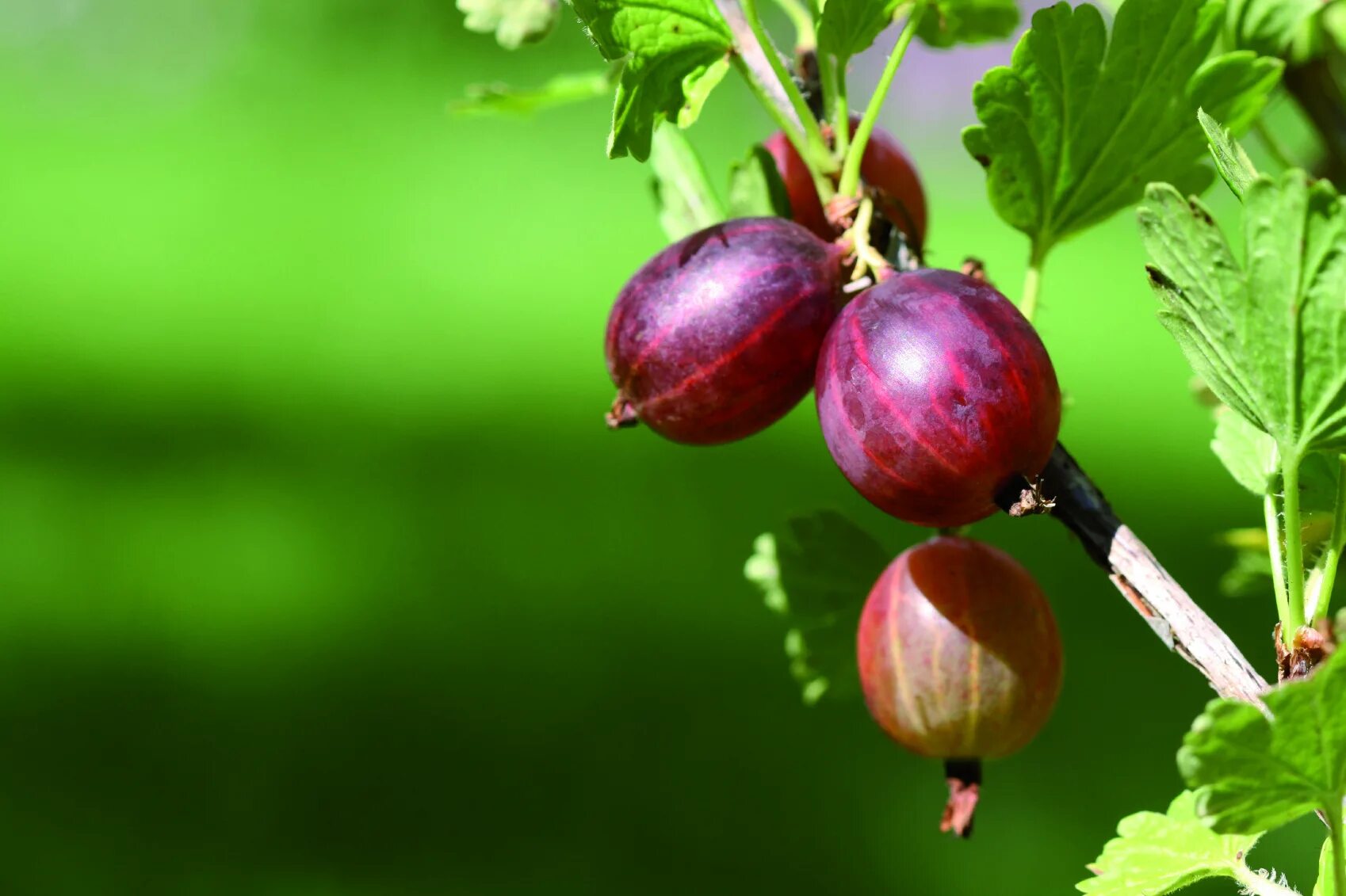 Крыжовник сорт инвикта. Крыжовник сеянец лефора. Плод растения крыжовник. Крыжовник бесшипный салют. Крыжовник бесшипный консул.