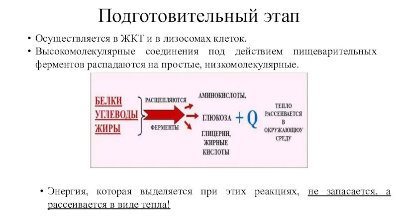 Энергия образования результаты. Подготовительный этап энергетического обмена. Подготовительный этап энергетического обмена схема. Подготовительная фаза энергетического обмена. Три этапа энергетического обмена таблица.