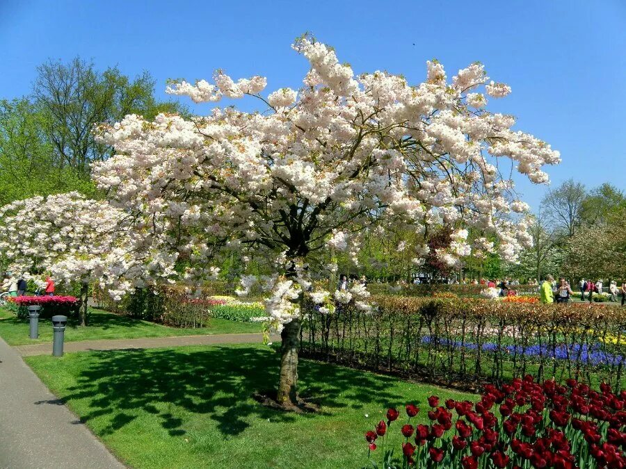 Яблоня адирондак. Аллея сакуры в японии цветение. Яблоневый сад вишневый сад. Вишневый сад цветет в мелихово. "сад с цветущими абрикосами" 1888г.