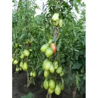 Сорт томата подсинское чудо