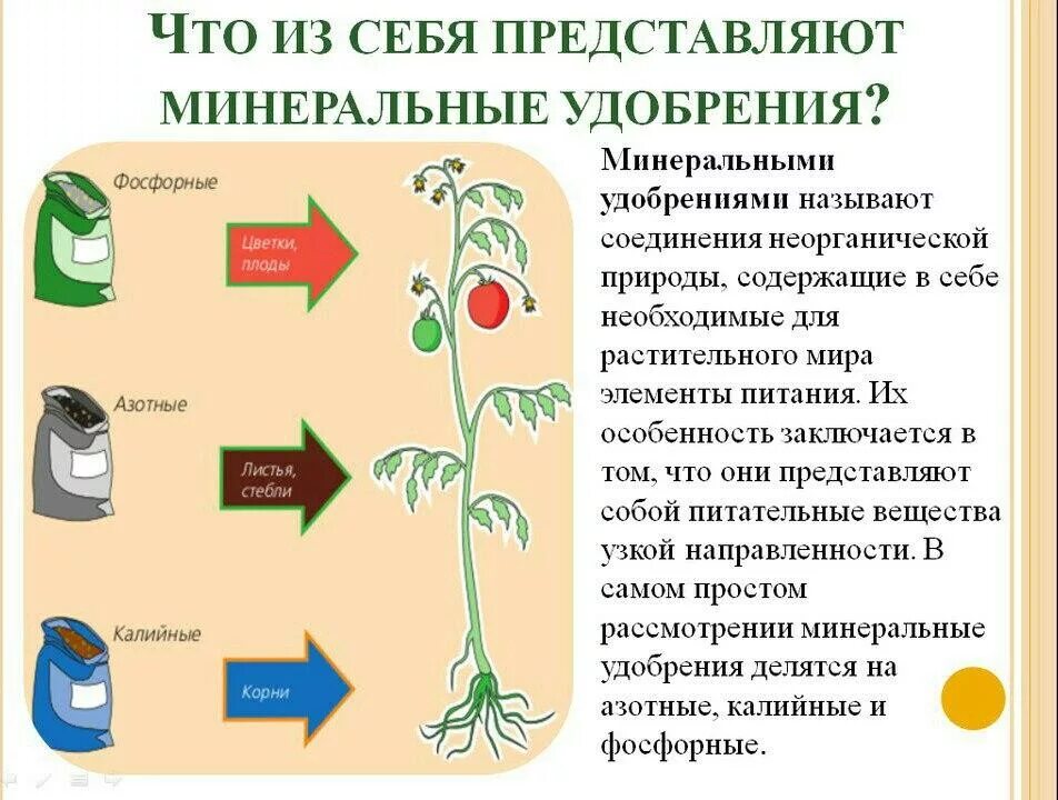 Влияние удобрений на растения. Влияние удобрений на растения таблица. Влияние азотных удобрений на растения. Влияние удобрений на цветы. Процесс ускоренного накопления